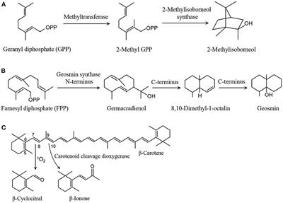 Emission of cyanobacterial volatile organic compounds and their roles in blooms